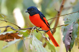 Birdwatching